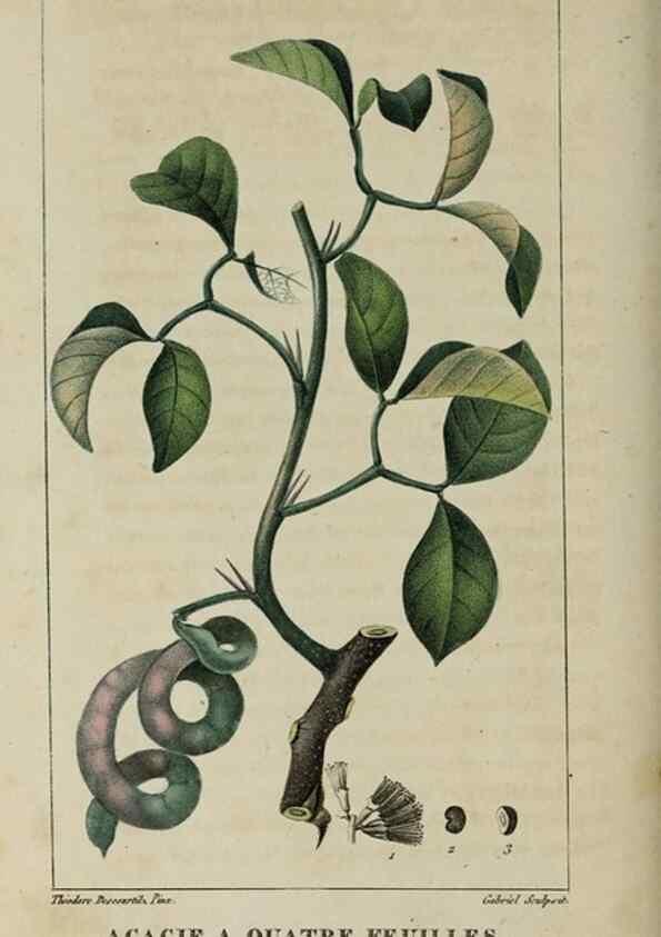 Reproducción/Reproduction 49743492227: Flore pittoresque et médicale des Antilles, ou, Histoire naturelle des plantes usuelles des colonies françaises, anglaises, espagnoles, et portugaises /. Paris :Ches l'Editeur,1833.. 
