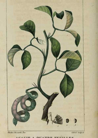 Reproducción/Reproduction 49743492227: Flore pittoresque et médicale des Antilles, ou, Histoire naturelle des plantes usuelles des colonies françaises, anglaises, espagnoles, et portugaises /. Paris :Ches l'Editeur,1833.. 
