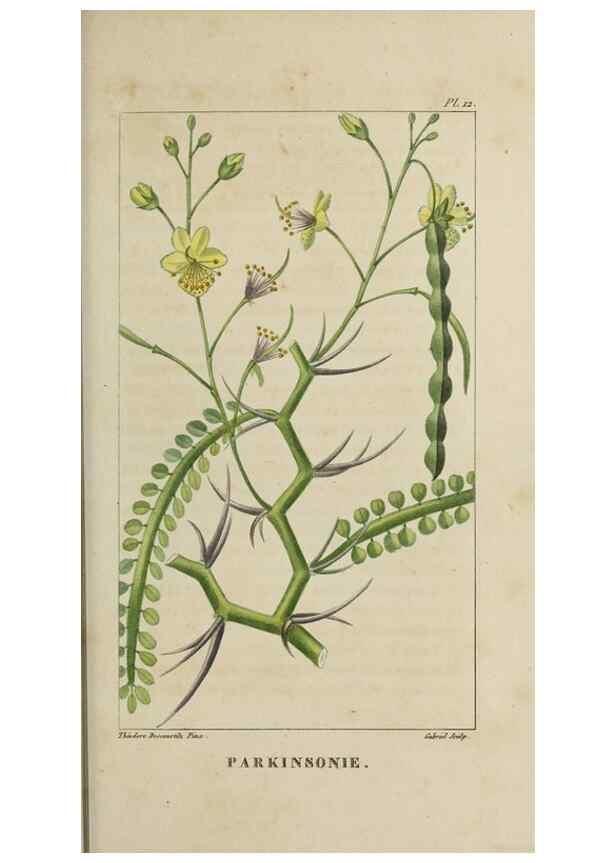 Reproducción/Reproduction 49742621833: Flore pittoresque et médicale des Antilles, ou, Histoire naturelle des plantes usuelles des colonies françaises, anglaises, espagnoles, et portugaises /. Paris :Ches l'Editeur,1833.. 