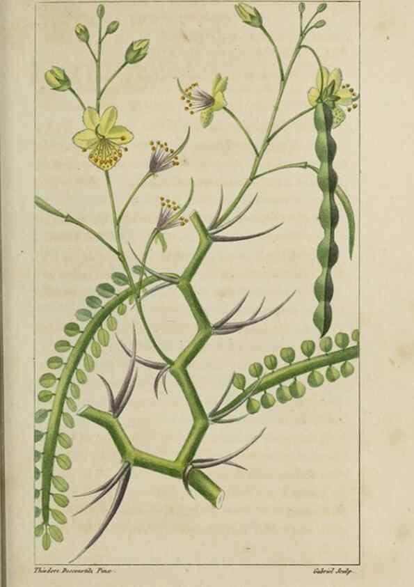 Reproducción/Reproduction 49742621833: Flore pittoresque et médicale des Antilles, ou, Histoire naturelle des plantes usuelles des colonies françaises, anglaises, espagnoles, et portugaises /. Paris :Ches l'Editeur,1833.. 