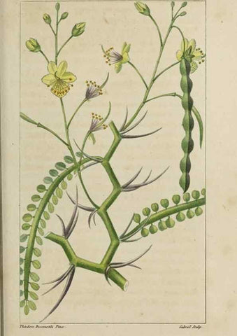 Reproducción/Reproduction 49742621833: Flore pittoresque et médicale des Antilles, ou, Histoire naturelle des plantes usuelles des colonies françaises, anglaises, espagnoles, et portugaises /. Paris :Ches l'Editeur,1833.. 