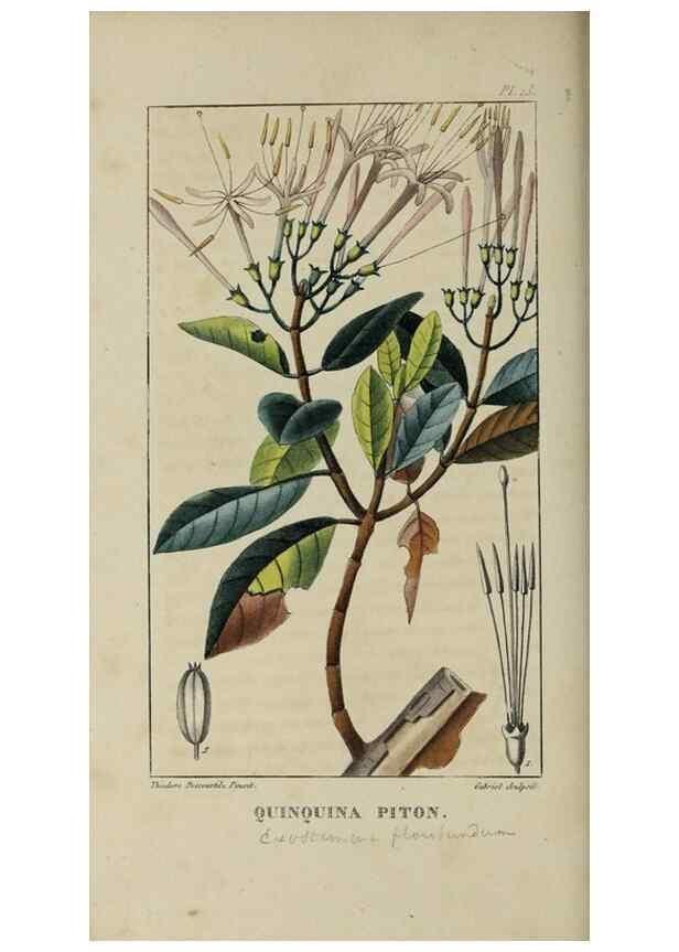 Reproducción/Reproduction 49743492887: Flore pittoresque et médicale des Antilles, ou, Histoire naturelle des plantes usuelles des colonies françaises, anglaises, espagnoles, et portugaises /. Paris :Ches l'Editeur,1833.. 