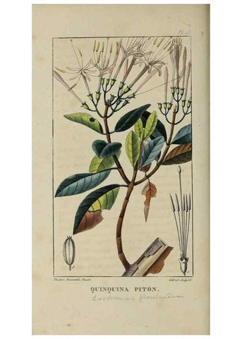 Reproducción/Reproduction 49743492887: Flore pittoresque et médicale des Antilles, ou, Histoire naturelle des plantes usuelles des colonies françaises, anglaises, espagnoles, et portugaises /. Paris :Ches l'Editeur,1833.. 