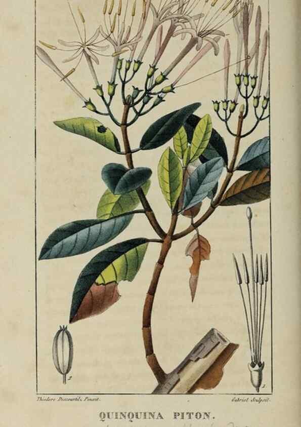 Reproducción/Reproduction 49743492887: Flore pittoresque et médicale des Antilles, ou, Histoire naturelle des plantes usuelles des colonies françaises, anglaises, espagnoles, et portugaises /. Paris :Ches l'Editeur,1833.. 