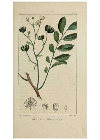Reproducción/Reproduction 49743171841: Flore pittoresque et médicale des Antilles, ou, Histoire naturelle des plantes usuelles des colonies françaises, anglaises, espagnoles, et portugaises /. Paris :Ches l'Editeur,1833.. 