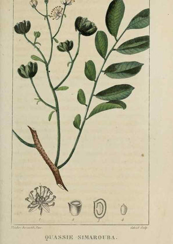 Reproducción/Reproduction 49743171841: Flore pittoresque et médicale des Antilles, ou, Histoire naturelle des plantes usuelles des colonies françaises, anglaises, espagnoles, et portugaises /. Paris :Ches l'Editeur,1833.. 