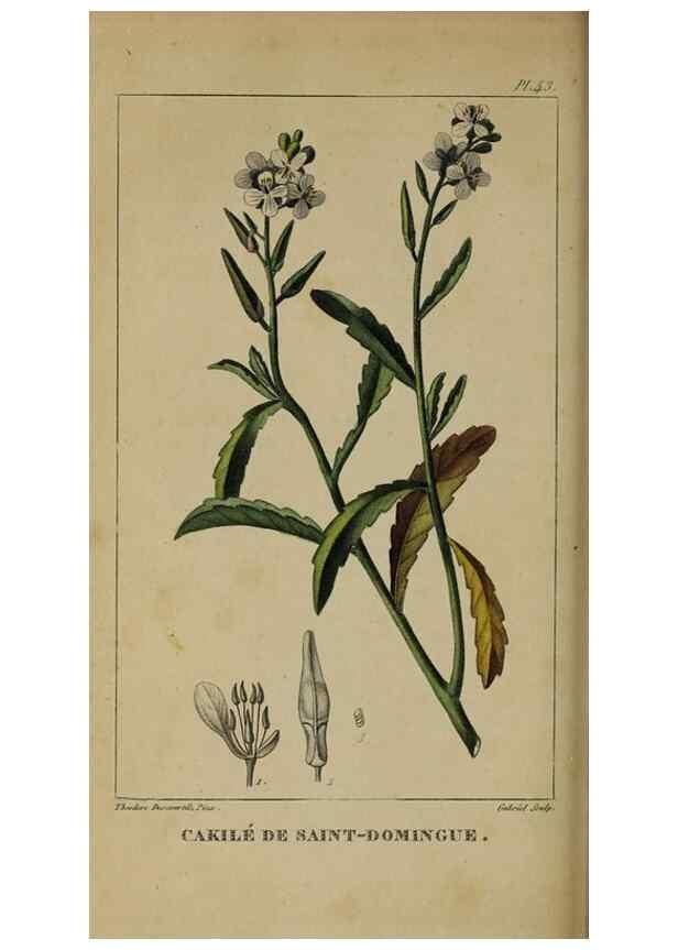 Reproducción/Reproduction 49743502867: Flore pittoresque et médicale des Antilles, ou, Histoire naturelle des plantes usuelles des colonies françaises, anglaises, espagnoles, et portugaises /. Paris :Ches l'Editeur,1833.. 
