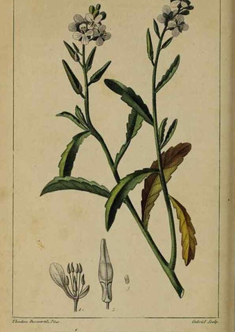 Reproducción/Reproduction 49743502867: Flore pittoresque et médicale des Antilles, ou, Histoire naturelle des plantes usuelles des colonies françaises, anglaises, espagnoles, et portugaises /. Paris :Ches l'Editeur,1833.. 