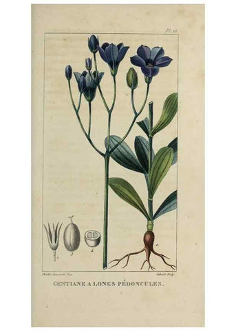Reproducción/Reproduction 49742622768: Flore pittoresque et médicale des Antilles, ou, Histoire naturelle des plantes usuelles des colonies françaises, anglaises, espagnoles, et portugaises /. Paris :Ches l'Editeur,1833.. 