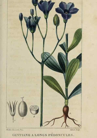 Reproducción/Reproduction 49742622768: Flore pittoresque et médicale des Antilles, ou, Histoire naturelle des plantes usuelles des colonies françaises, anglaises, espagnoles, et portugaises /. Paris :Ches l'Editeur,1833.. 