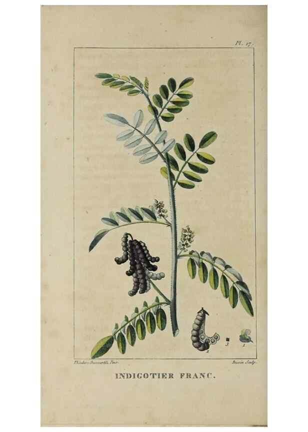 Reproducción/Reproduction 49742623303: Flore pittoresque et médicale des Antilles, ou, Histoire naturelle des plantes usuelles des colonies françaises, anglaises, espagnoles, et portugaises /. Paris :Ches l'Editeur,1833.. 