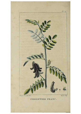 Reproducción/Reproduction 49742623303: Flore pittoresque et médicale des Antilles, ou, Histoire naturelle des plantes usuelles des colonies françaises, anglaises, espagnoles, et portugaises /. Paris :Ches l'Editeur,1833.. 