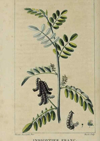 Reproducción/Reproduction 49742623303: Flore pittoresque et médicale des Antilles, ou, Histoire naturelle des plantes usuelles des colonies françaises, anglaises, espagnoles, et portugaises /. Paris :Ches l'Editeur,1833.. 