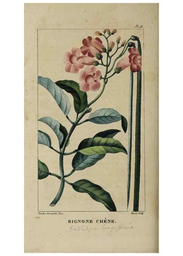 Reproducción/Reproduction 49742623528: Flore pittoresque et médicale des Antilles, ou, Histoire naturelle des plantes usuelles des colonies françaises, anglaises, espagnoles, et portugaises /. Paris :Ches l'Editeur,1833.. 