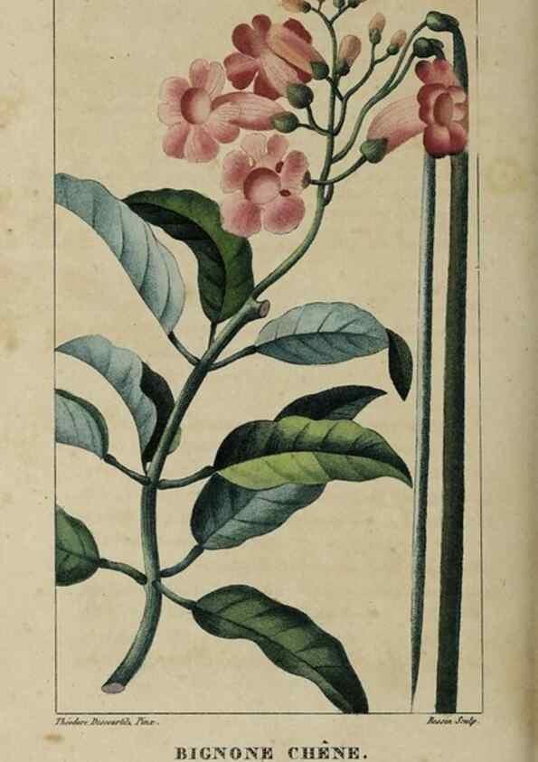Reproducción/Reproduction 49742623528: Flore pittoresque et médicale des Antilles, ou, Histoire naturelle des plantes usuelles des colonies françaises, anglaises, espagnoles, et portugaises /. Paris :Ches l'Editeur,1833.. 