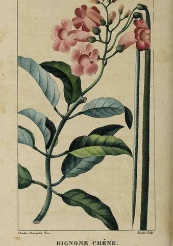 Reproducción/Reproduction 49742623528: Flore pittoresque et médicale des Antilles, ou, Histoire naturelle des plantes usuelles des colonies françaises, anglaises, espagnoles, et portugaises /. Paris :Ches l'Editeur,1833.. 