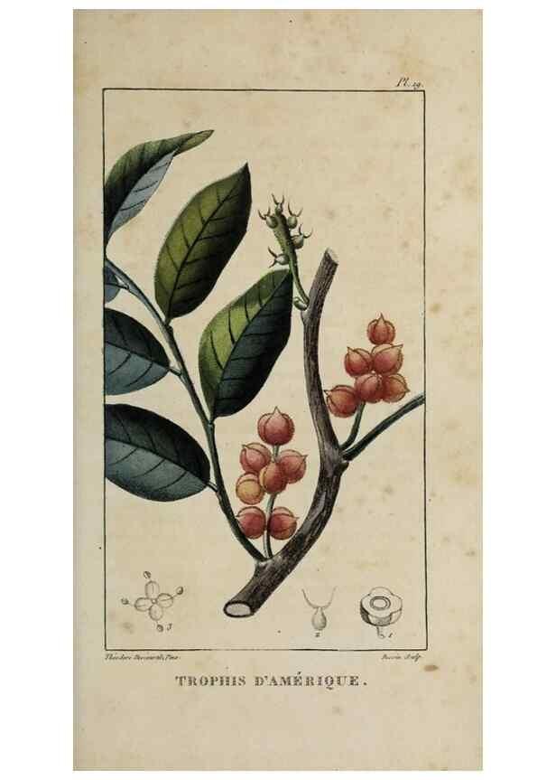 Reproducción/Reproduction 49742623773: Flore pittoresque et médicale des Antilles, ou, Histoire naturelle des plantes usuelles des colonies françaises, anglaises, espagnoles, et portugaises /. Paris :Ches l'Editeur,1833.. 