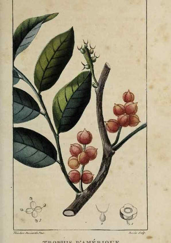Reproducción/Reproduction 49742623773: Flore pittoresque et médicale des Antilles, ou, Histoire naturelle des plantes usuelles des colonies françaises, anglaises, espagnoles, et portugaises /. Paris :Ches l'Editeur,1833.. 