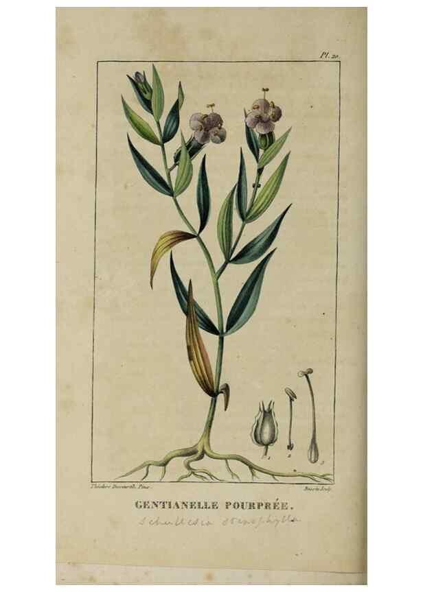 Reproducción/Reproduction 49742624043: Flore pittoresque et médicale des Antilles, ou, Histoire naturelle des plantes usuelles des colonies françaises, anglaises, espagnoles, et portugaises /. Paris :Ches l'Editeur,1833.. 