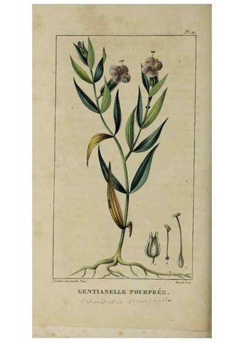 Reproducción/Reproduction 49742624043: Flore pittoresque et médicale des Antilles, ou, Histoire naturelle des plantes usuelles des colonies françaises, anglaises, espagnoles, et portugaises /. Paris :Ches l'Editeur,1833.. 