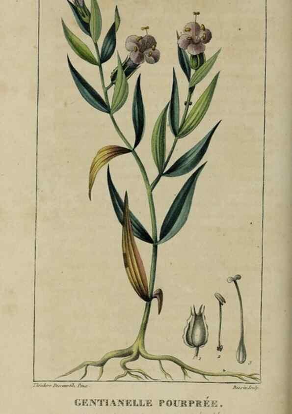 Reproducción/Reproduction 49742624043: Flore pittoresque et médicale des Antilles, ou, Histoire naturelle des plantes usuelles des colonies françaises, anglaises, espagnoles, et portugaises /. Paris :Ches l'Editeur,1833.. 