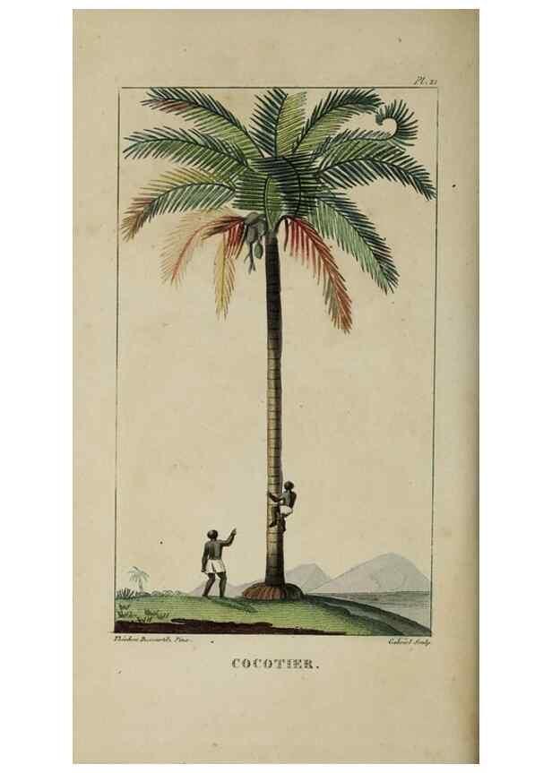 Reproducción/Reproduction 49742624393: Flore pittoresque et médicale des Antilles, ou, Histoire naturelle des plantes usuelles des colonies françaises, anglaises, espagnoles, et portugaises /. Paris :Ches l'Editeur,1833.. 