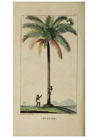 Reproducción/Reproduction 49742624393: Flore pittoresque et médicale des Antilles, ou, Histoire naturelle des plantes usuelles des colonies françaises, anglaises, espagnoles, et portugaises /. Paris :Ches l'Editeur,1833.. 