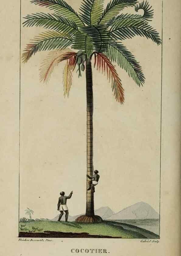 Reproducción/Reproduction 49742624393: Flore pittoresque et médicale des Antilles, ou, Histoire naturelle des plantes usuelles des colonies françaises, anglaises, espagnoles, et portugaises /. Paris :Ches l'Editeur,1833.. 