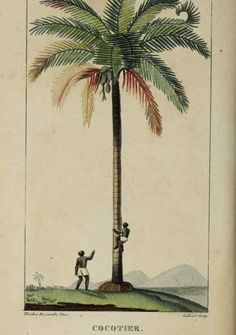 Reproducción/Reproduction 49742624393: Flore pittoresque et médicale des Antilles, ou, Histoire naturelle des plantes usuelles des colonies françaises, anglaises, espagnoles, et portugaises /. Paris :Ches l'Editeur,1833.. 