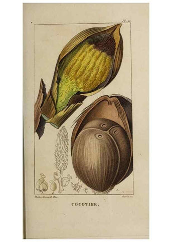 Reproducción/Reproduction 49742624818: Flore pittoresque et médicale des Antilles, ou, Histoire naturelle des plantes usuelles des colonies françaises, anglaises, espagnoles, et portugaises /. Paris :Ches l'Editeur,1833.. 