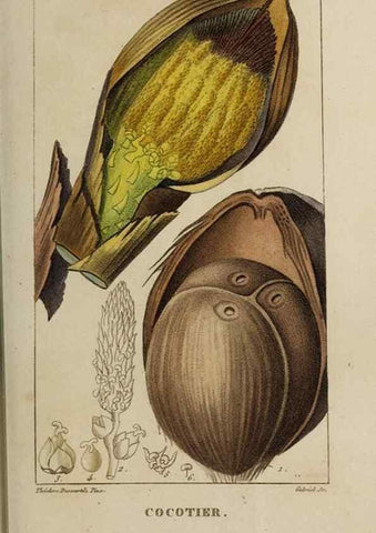 Reproducción/Reproduction 49742624818: Flore pittoresque et médicale des Antilles, ou, Histoire naturelle des plantes usuelles des colonies françaises, anglaises, espagnoles, et portugaises /. Paris :Ches l'Editeur,1833.. 