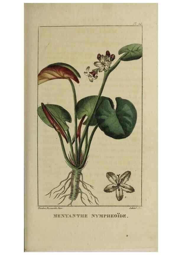 Reproducción/Reproduction 49743495657: Flore pittoresque et médicale des Antilles, ou, Histoire naturelle des plantes usuelles des colonies françaises, anglaises, espagnoles, et portugaises /. Paris :Ches l'Editeur,1833.. 