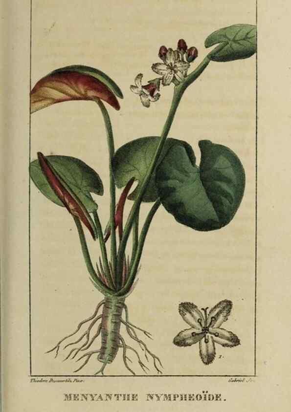 Reproducción/Reproduction 49743495657: Flore pittoresque et médicale des Antilles, ou, Histoire naturelle des plantes usuelles des colonies françaises, anglaises, espagnoles, et portugaises /. Paris :Ches l'Editeur,1833.. 