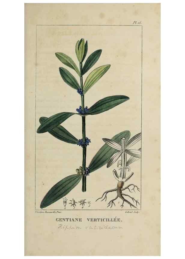 Reproducción/Reproduction 49742623073: Flore pittoresque et médicale des Antilles, ou, Histoire naturelle des plantes usuelles des colonies françaises, anglaises, espagnoles, et portugaises /. Paris :Ches l'Editeur,1833.. 
