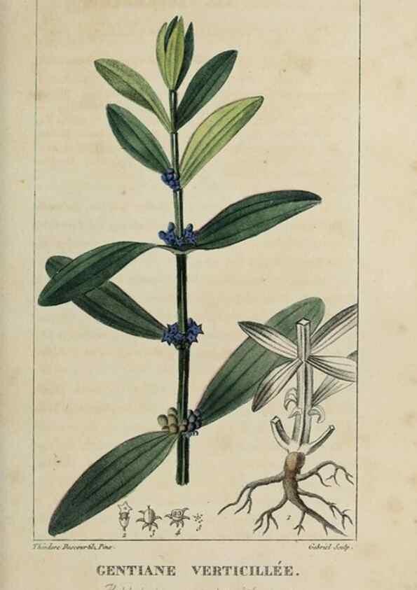 Reproducción/Reproduction 49742623073: Flore pittoresque et médicale des Antilles, ou, Histoire naturelle des plantes usuelles des colonies françaises, anglaises, espagnoles, et portugaises /. Paris :Ches l'Editeur,1833.. 