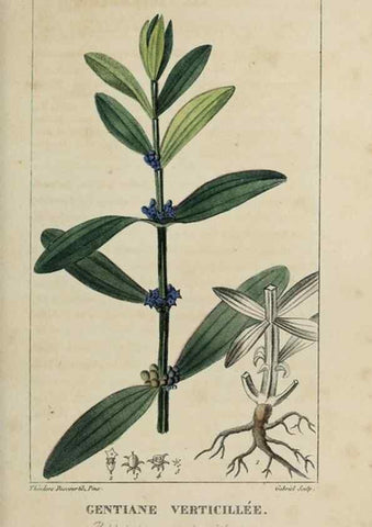 Reproducción/Reproduction 49742623073: Flore pittoresque et médicale des Antilles, ou, Histoire naturelle des plantes usuelles des colonies françaises, anglaises, espagnoles, et portugaises /. Paris :Ches l'Editeur,1833.. 