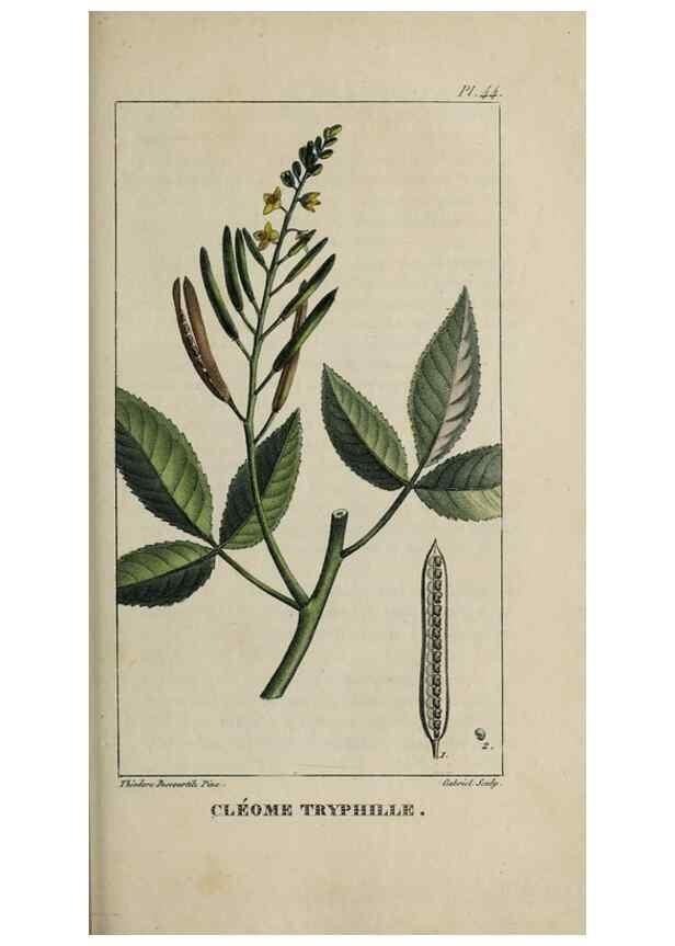 Reproducción/Reproduction 49743503352: Flore pittoresque et médicale des Antilles, ou, Histoire naturelle des plantes usuelles des colonies françaises, anglaises, espagnoles, et portugaises /. Paris :Ches l'Editeur,1833.. 
