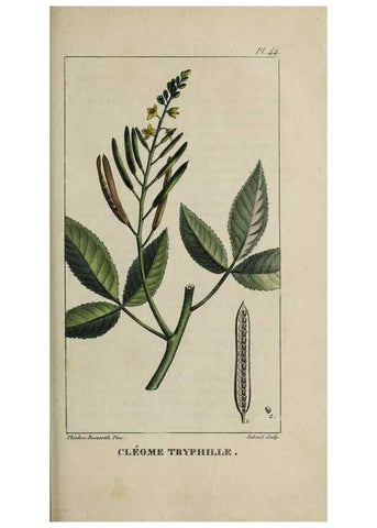 Reproducción/Reproduction 49743503352: Flore pittoresque et médicale des Antilles, ou, Histoire naturelle des plantes usuelles des colonies françaises, anglaises, espagnoles, et portugaises /. Paris :Ches l'Editeur,1833.. 