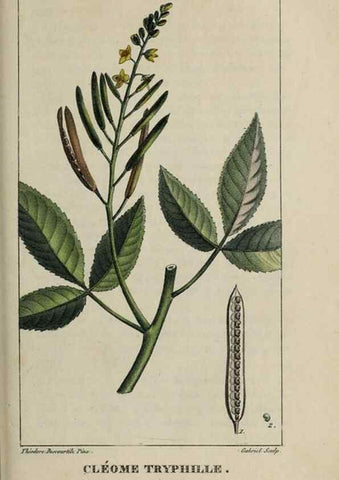 Reproducción/Reproduction 49743503352: Flore pittoresque et médicale des Antilles, ou, Histoire naturelle des plantes usuelles des colonies françaises, anglaises, espagnoles, et portugaises /. Paris :Ches l'Editeur,1833.. 
