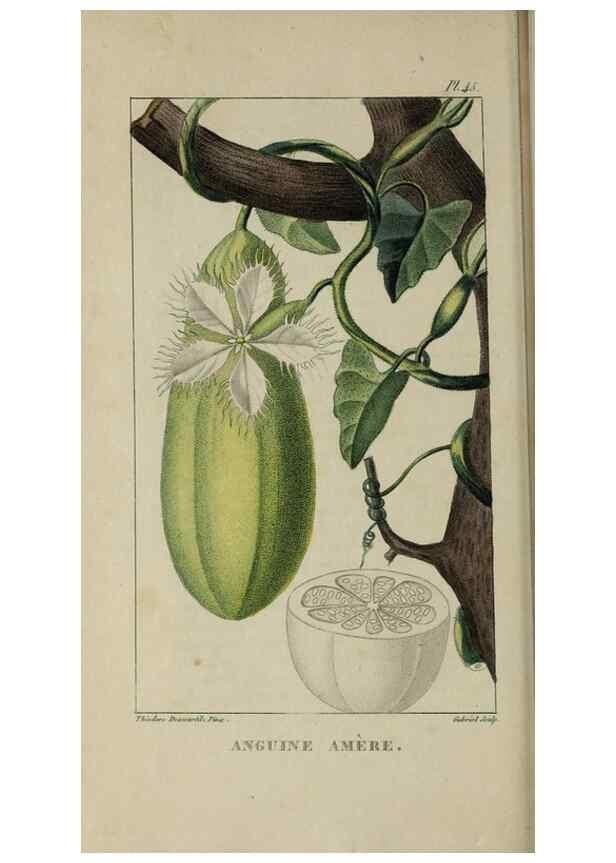 Reproducción/Reproduction 49743182001: Flore pittoresque et médicale des Antilles, ou, Histoire naturelle des plantes usuelles des colonies françaises, anglaises, espagnoles, et portugaises /. Paris :Ches l'Editeur,1833.. 