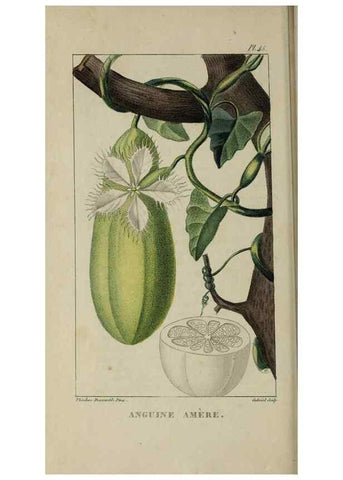 Reproducción/Reproduction 49743182001: Flore pittoresque et médicale des Antilles, ou, Histoire naturelle des plantes usuelles des colonies françaises, anglaises, espagnoles, et portugaises /. Paris :Ches l'Editeur,1833.. 