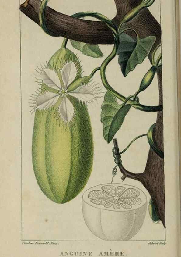 Reproducción/Reproduction 49743182001: Flore pittoresque et médicale des Antilles, ou, Histoire naturelle des plantes usuelles des colonies françaises, anglaises, espagnoles, et portugaises /. Paris :Ches l'Editeur,1833.. 