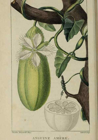 Reproducción/Reproduction 49743182001: Flore pittoresque et médicale des Antilles, ou, Histoire naturelle des plantes usuelles des colonies françaises, anglaises, espagnoles, et portugaises /. Paris :Ches l'Editeur,1833.. 