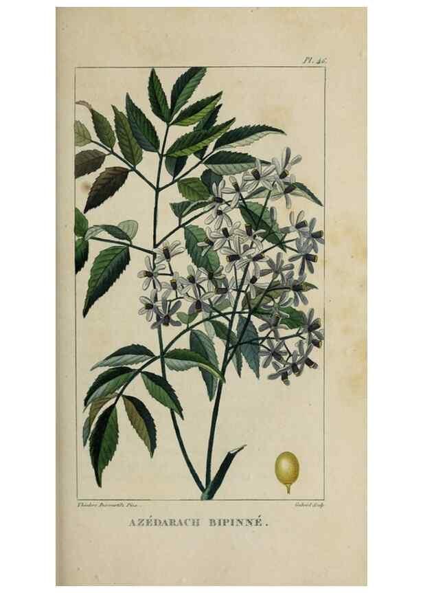 Reproducción/Reproduction 49742633463: Flore pittoresque et médicale des Antilles, ou, Histoire naturelle des plantes usuelles des colonies françaises, anglaises, espagnoles, et portugaises /. Paris :Ches l'Editeur,1833.. 