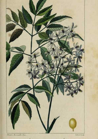 Reproducción/Reproduction 49742633463: Flore pittoresque et médicale des Antilles, ou, Histoire naturelle des plantes usuelles des colonies françaises, anglaises, espagnoles, et portugaises /. Paris :Ches l'Editeur,1833.. 