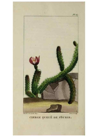 Reproducción/Reproduction 49743189431: Flore pittoresque et médicale des Antilles, ou, Histoire naturelle des plantes usuelles des colonies françaises, anglaises, espagnoles, et portugaises /. Paris :Ches l'Editeur,1833.. 