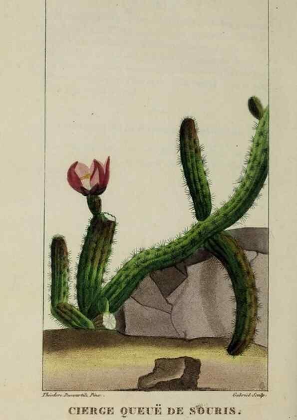 Reproducción/Reproduction 49743189431: Flore pittoresque et médicale des Antilles, ou, Histoire naturelle des plantes usuelles des colonies françaises, anglaises, espagnoles, et portugaises /. Paris :Ches l'Editeur,1833.. 