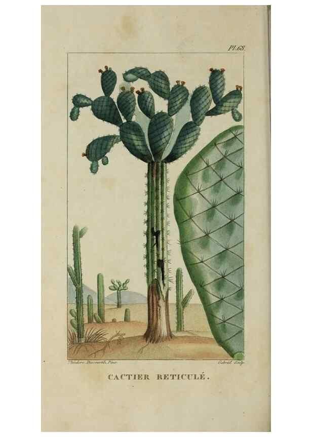 Reproducción/Reproduction 49743511577: Flore pittoresque et médicale des Antilles, ou, Histoire naturelle des plantes usuelles des colonies françaises, anglaises, espagnoles, et portugaises /. Paris :Ches l'Editeur,1833.. 
