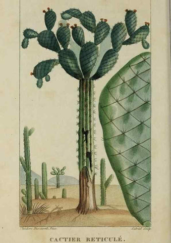 Reproducción/Reproduction 49743511577: Flore pittoresque et médicale des Antilles, ou, Histoire naturelle des plantes usuelles des colonies françaises, anglaises, espagnoles, et portugaises /. Paris :Ches l'Editeur,1833.. 