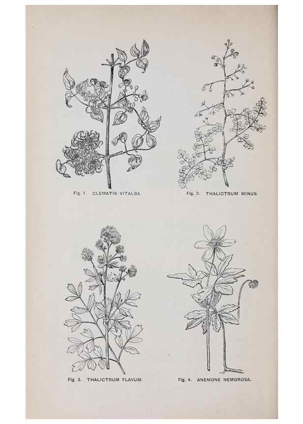 Reproducción/Reproduction 49742698913: The flora of the Liverpool district /. Liverpool :D. Marples & Co.,1902.. 